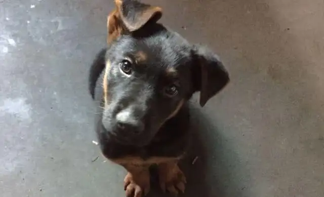 The fragrance of food leads to the little stray dog at home, girl: Will you leave the poor thing behind