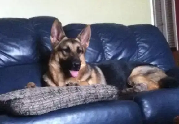 The mailman always brings snacks to the dog, and he gets a special letter..