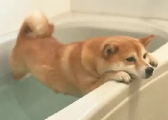 I hate bathing, I can't help myself