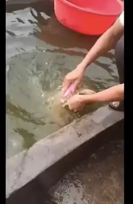 The netizens put the dog in the pool to bathe. The dog looks so painful and funny
