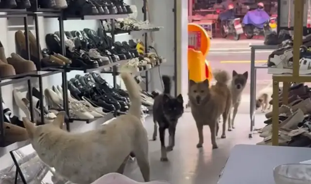 The girl's shoe shop came with five dog customers. Netizen: Looks hairy, but nothing