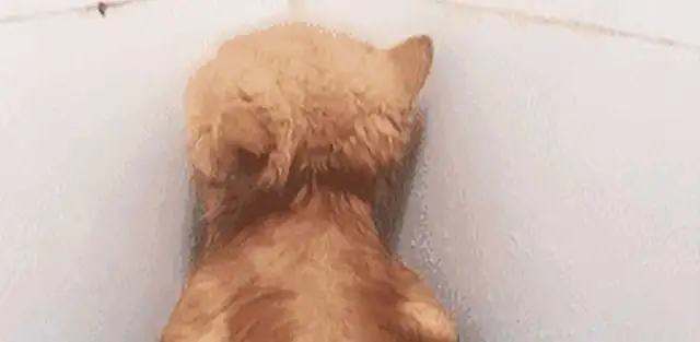 The owner accidentally hurt the cat in the shower, and then one of its moves made people laugh