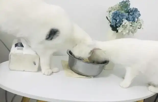 The Internet guy had a cat and the owner found out about the snack