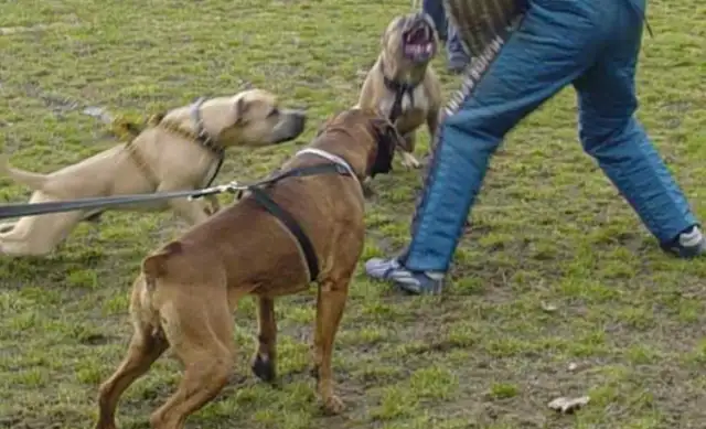 Interstate Dog Fighters in the United States were found: 89 dogs were reborn