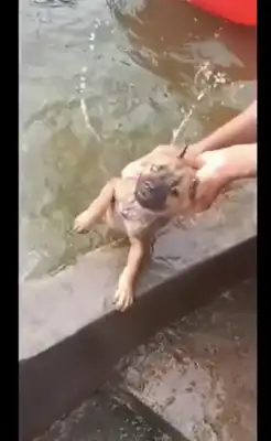 The netizens put the dog in the pool to bathe. The dog looks so painful and funny