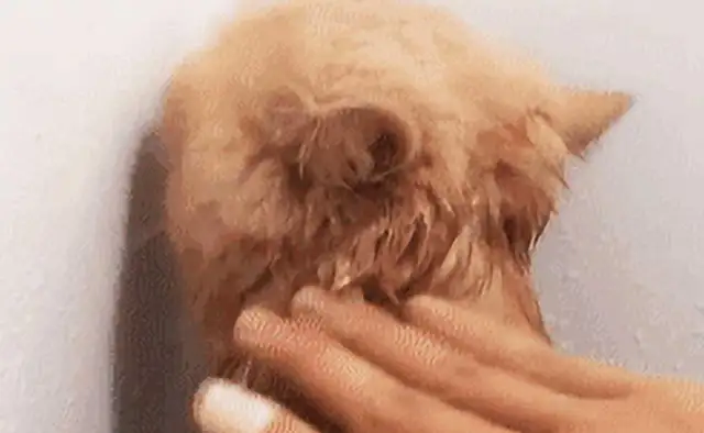 The owner accidentally hurt the cat in the shower, and then one of its moves made people laugh