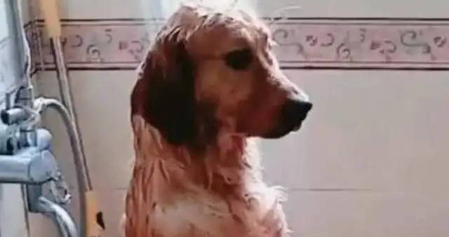 The lady took a bath for Big Gold hair, picked up a message, and came home with a smile