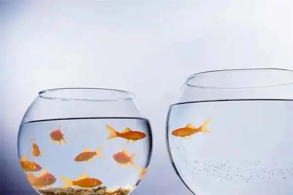 Why doesn't a rookie feed a goldfish