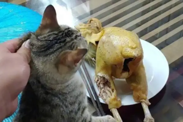 The Internet guy had a cat and the owner found out about the snack