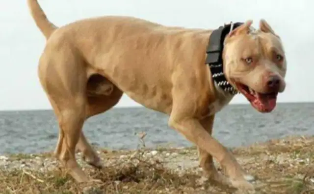 Interstate Dog Fighters in the United States were found: 89 dogs were reborn