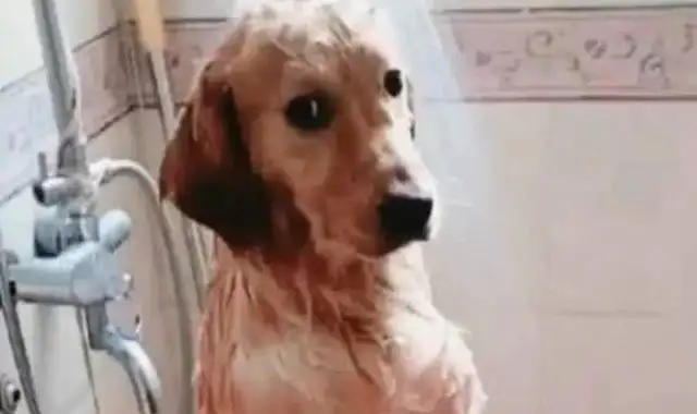The lady took a bath for Big Gold hair, picked up a message, and came home with a smile