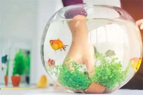Why doesn't a rookie feed a goldfish