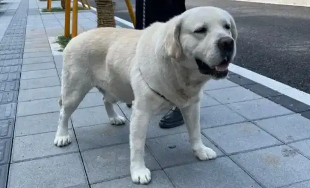 The dog fell into an abandoned pit, and the master jumped in love. Help