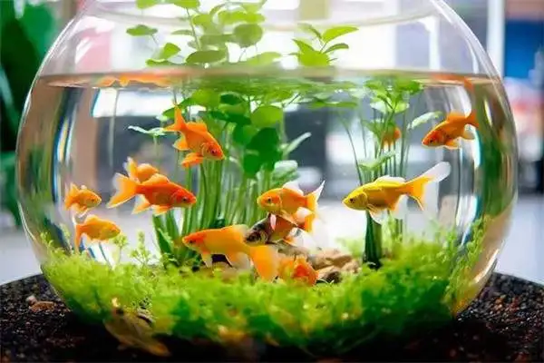 Why doesn't a rookie feed a goldfish