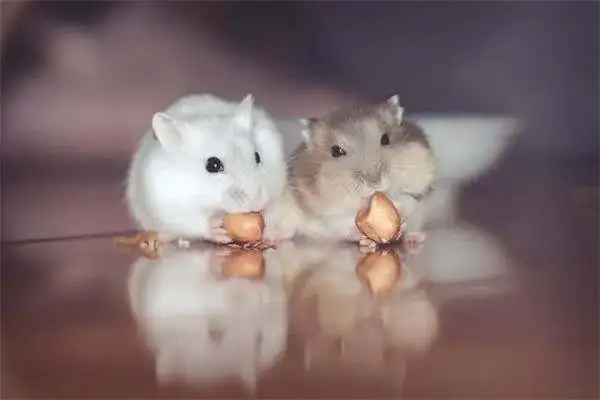 What's a hamster grinding his teeth with? What's best for hamsters to grind their teeth