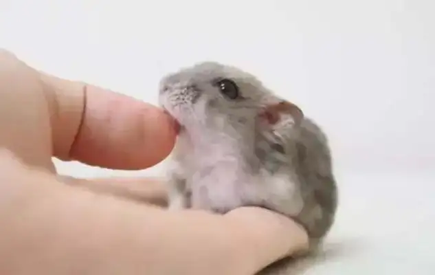 Hamster bites. Do you need an injection