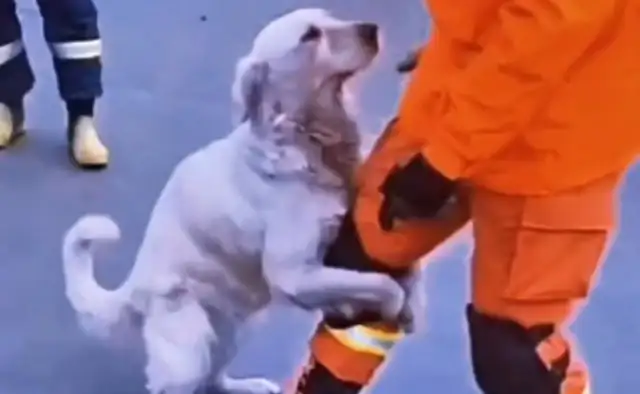 The dog fell into an abandoned pit, and the master jumped in love. Help