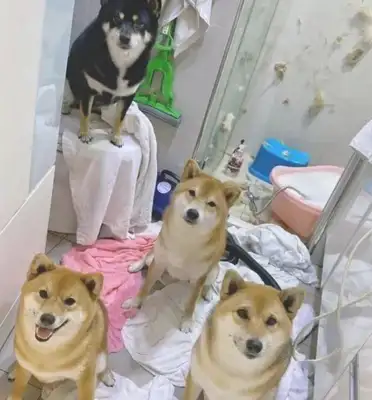 The young man against four firewood dogs, showers, showers called "the arena" and scenes are so chaotic