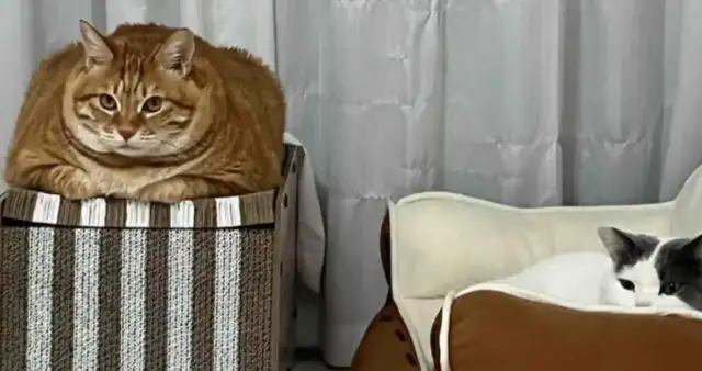 Netizens spit on their mother's medium-child-raising cat