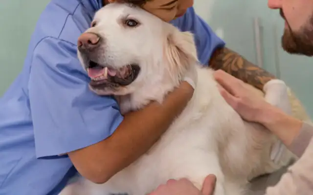 Genetic therapy only rejuvenations bone arthritis, which can effectively alleviate pet pain