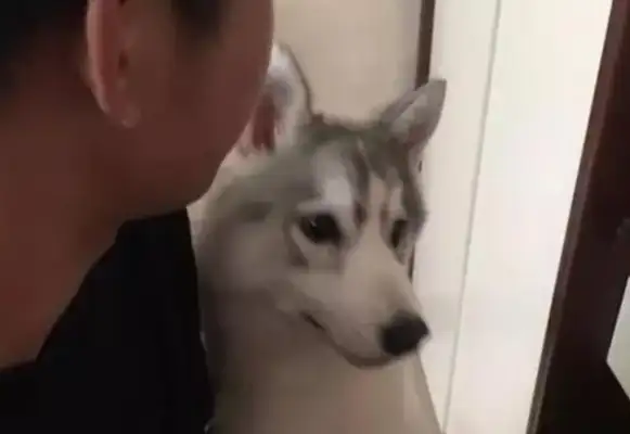 Haski wanted to eat the pet's snacks, run over to his thighs and turn his face off