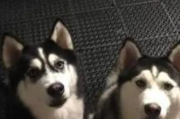 Two Hastych refused to take a bath, and the scene got out of control, and he turned around the owner and thought he wouldn't get caught