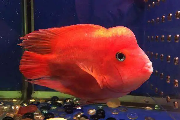How do you keep the fish