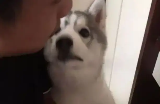 Haski wanted to eat the pet's snacks, run over to his thighs and turn his face off