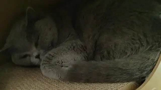 Netizens spit on their mother's medium-child-raising cat