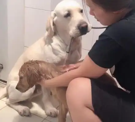 Goldie won't take a bath. As a big brother, Labrador's reaction is quite mastery