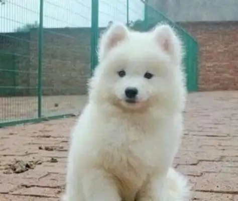 The girl picked up a stray dog and took her to the pet shop to take a shower. Tickets