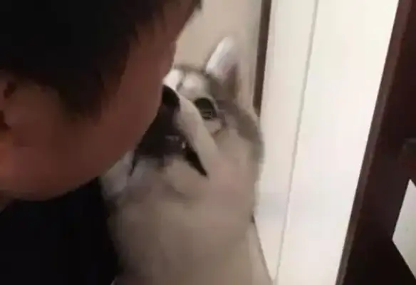 Haski wanted to eat the pet's snacks, run over to his thighs and turn his face off