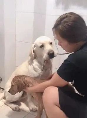 Goldie won't take a bath. As a big brother, Labrador's reaction is quite mastery