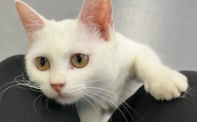 The first cat in China has diarrhea vaccine in clinical trials