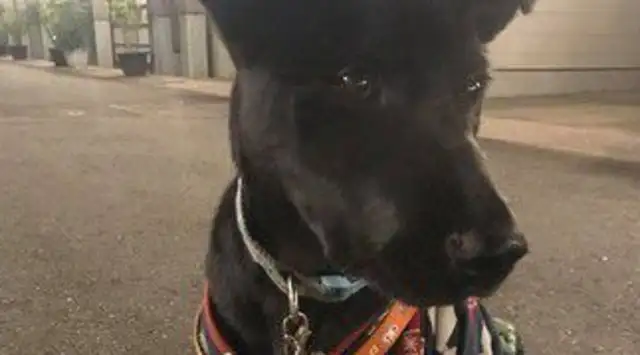 The shower dog suddenly yelled, the bathroom glass burst to save the master's life