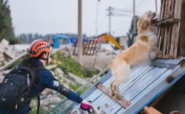 The stray dog was attacked as an international certified search and rescue dog