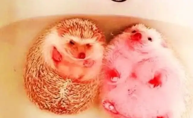 A woman cooks in the kitchen, lets her boyfriend bathe her own pet