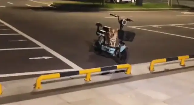 The man walked the dog, the dog ran away, and the dog was sitting in his electric car