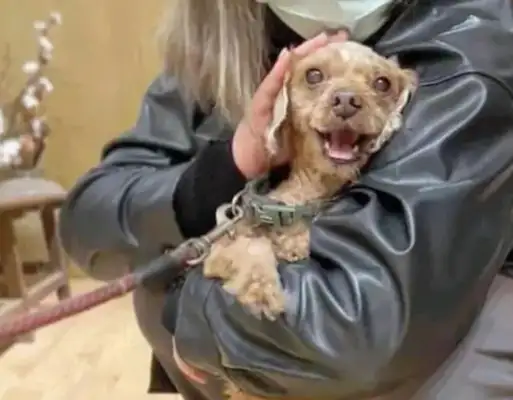 Teddy's dog hasn't bathed in six years, and the owner thinks he doesn't like to leave. It's..