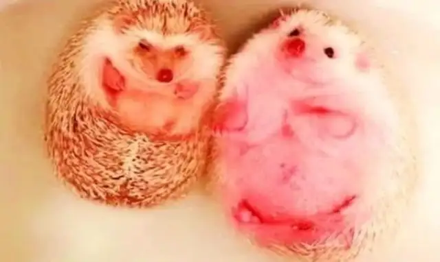 A woman cooks in the kitchen, lets her boyfriend bathe her own pet