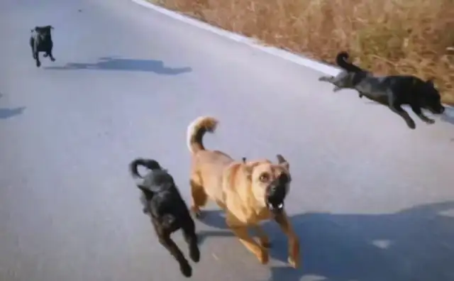 The dog didn't bite. Why would the master pay