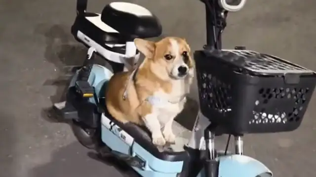 The man walked the dog, the dog ran away, and the dog was sitting in his electric car
