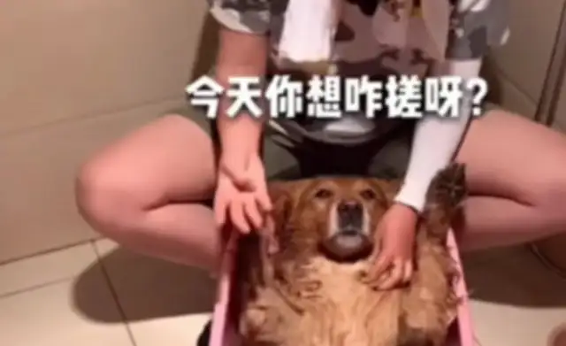 The netizens bathed the golden hair, dropped something in the water, and it jumped up