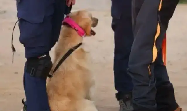 The stray dog was attacked as an international certified search and rescue dog