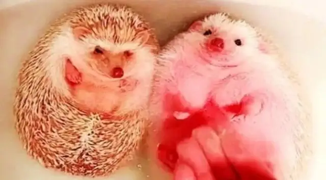 A woman cooks in the kitchen, lets her boyfriend bathe her own pet