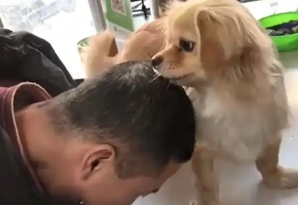The dog saw his master bowing down,