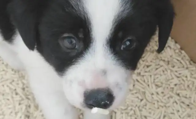 The stray dog was stuck with the girl, forced to go home with her