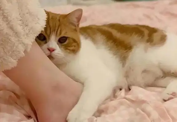 What do you mean cats rubbing around on people