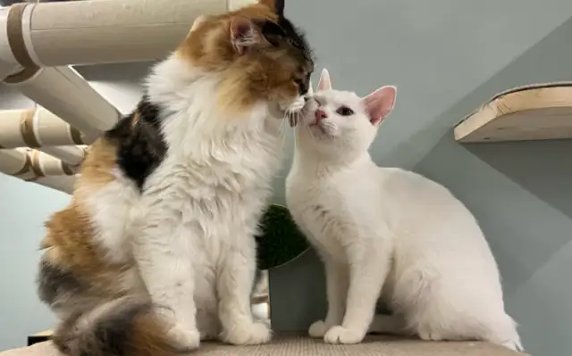 The first cat in China has diarrhea vaccine in clinical trials