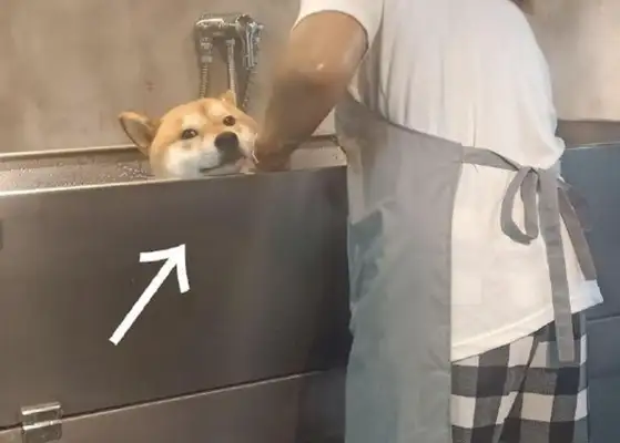 The dog showered at the pet store, and he looked down on the master, suggesting that he should get out